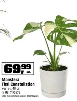 OBI Monstera oferta