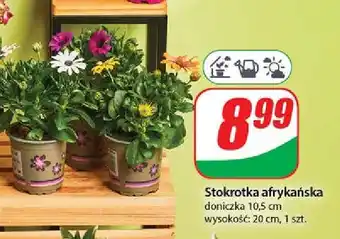 Dino Stokrotka afrykańska oferta
