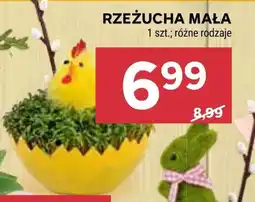 Stokrotka Rzeżucha oferta