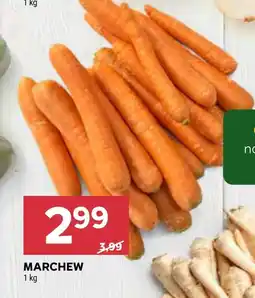 Stokrotka Marchew oferta