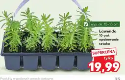Kaufland Lawenda oferta