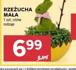 Rzeżucha mała