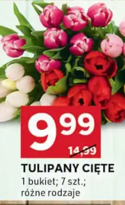 Stokrotka Optima Tulipany cięte oferta