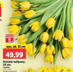 Lidl Polskie tulipany 25 szt oferta