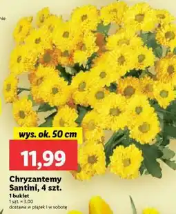 Chryzantemy Santini, 4 szt