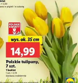 Polskie tulipany, 7 szt