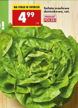 Biedronka sałata masłowa doniczkowa szt oferta