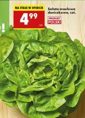 Biedronka sałata masłowa doniczkowa szt oferta