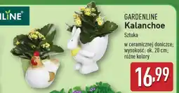 ALDI GARDENLINE Kalanchoe oferta