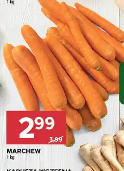 Stokrotka Marchew oferta
