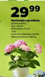 Netto Hortensja 35 cm oferta