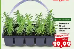 Kaufland Lawenda oferta