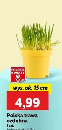 Lidl Trawa ozdobna 15 cm oferta