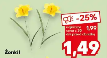 Kaufland Żonkil oferta