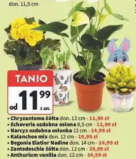 Intermarche Anthurium w donicy śr. 12 cm oferta