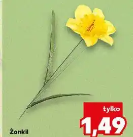 Kaufland Żonkil oferta