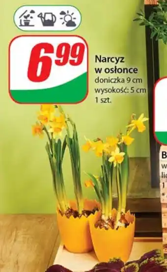 Dino Narcyz w osłonce oferta