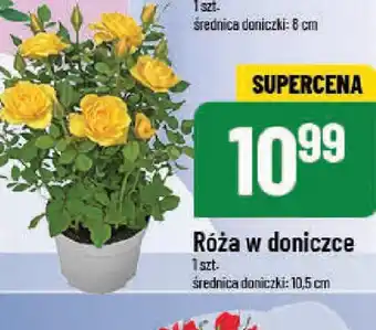 Polomarket Róża w doniczce oferta
