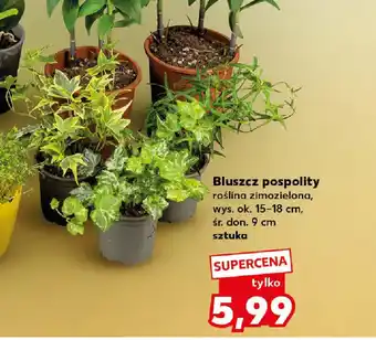 Kaufland Bluszcz pospolity oferta