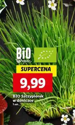 Lidl BIO szczypiorek w doniczce oferta