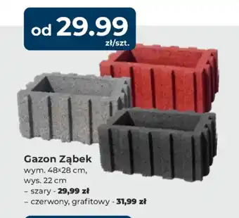 Mrówka Gazon Ząbek oferta