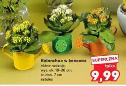 Kaufland Kalanchoe w konewce oferta