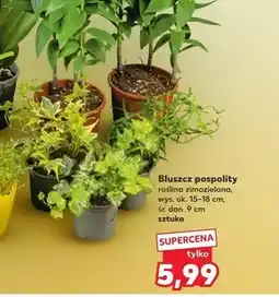 Kaufland Bluszcz Ok oferta