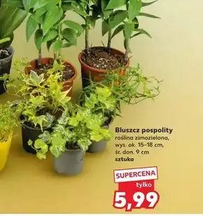 Kaufland Bluszcz Ok oferta