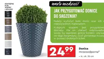 Biedronka Donica mrozoodporna oferta