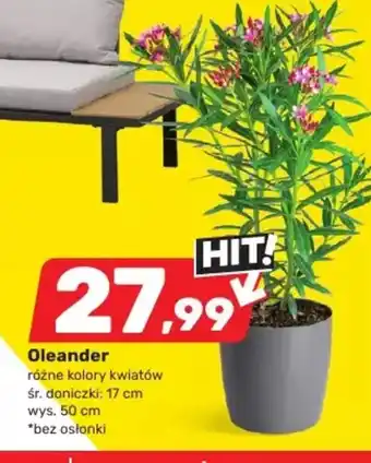 Bricomarche Oleander oferta