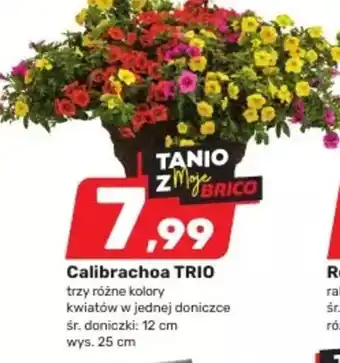 Bricomarche Calibrachoa TRIO oferta