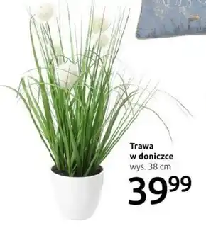 Black Red White Trawa w doniczce oferta