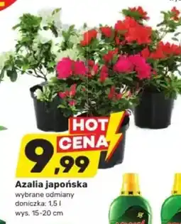 Bricomarche Azalia japońska oferta