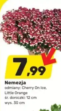Bricomarche Nemeza oferta