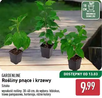 ALDI Rośliny pnące i krzewy Gardenline oferta