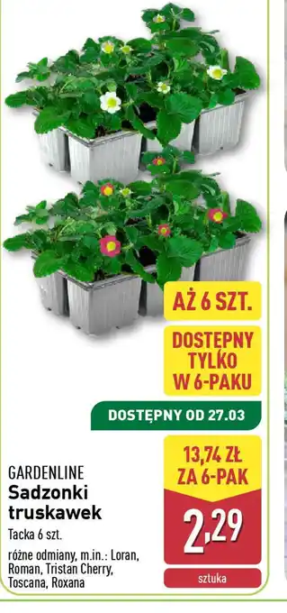 ALDI Sadzonki truskawek Gardenline oferta