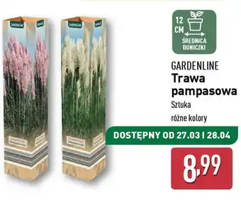 ALDI Trawa pampasowa Gardenline oferta