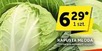 ABC Kapusta młoda ABC oferta