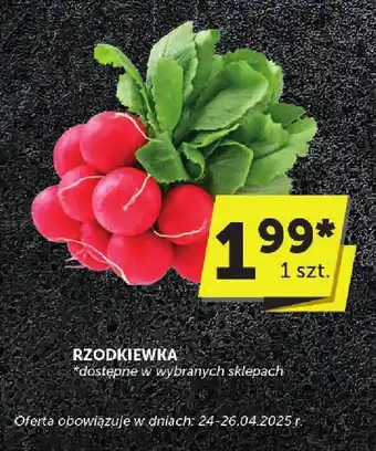 ABC Rzodkiewka 1 szt. ABC oferta