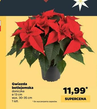 Netto Gwiazda betlejemska oferta