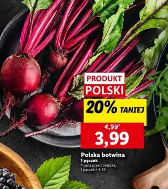 Lidl Polska botwina oferta