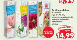 Kaufland Roślina dekoracyjna Ok oferta