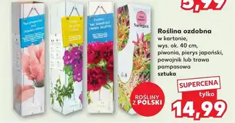 Kaufland Roślina dekoracyjna Ok oferta