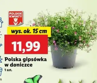 Lidl Polska gipsówka w doniczce oferta