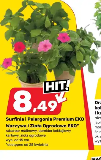 Bricomarche Pelargonia Eko oferta