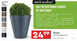 Biedronka Donica Ok oferta