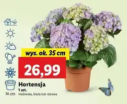 Lidl Hortensja różowa oferta