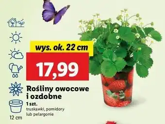 Lidl Pelargonia 12 cm oferta