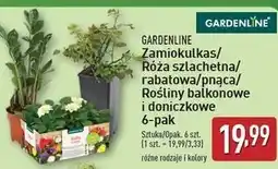 ALDI Roża rabatowa Gardenline oferta