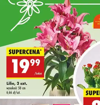 Biedronka Lilie oferta